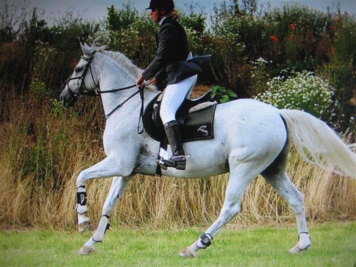 Fuldblod (XX) Silver Moon 1997-2009 billede 13