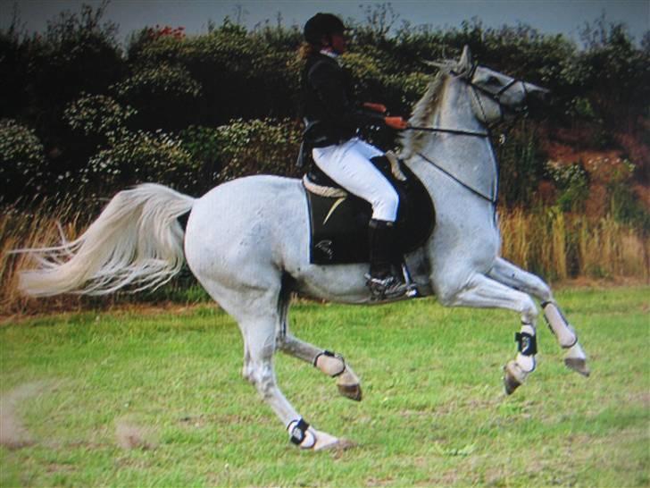 Fuldblod (XX) Silver Moon 1997-2009 billede 14