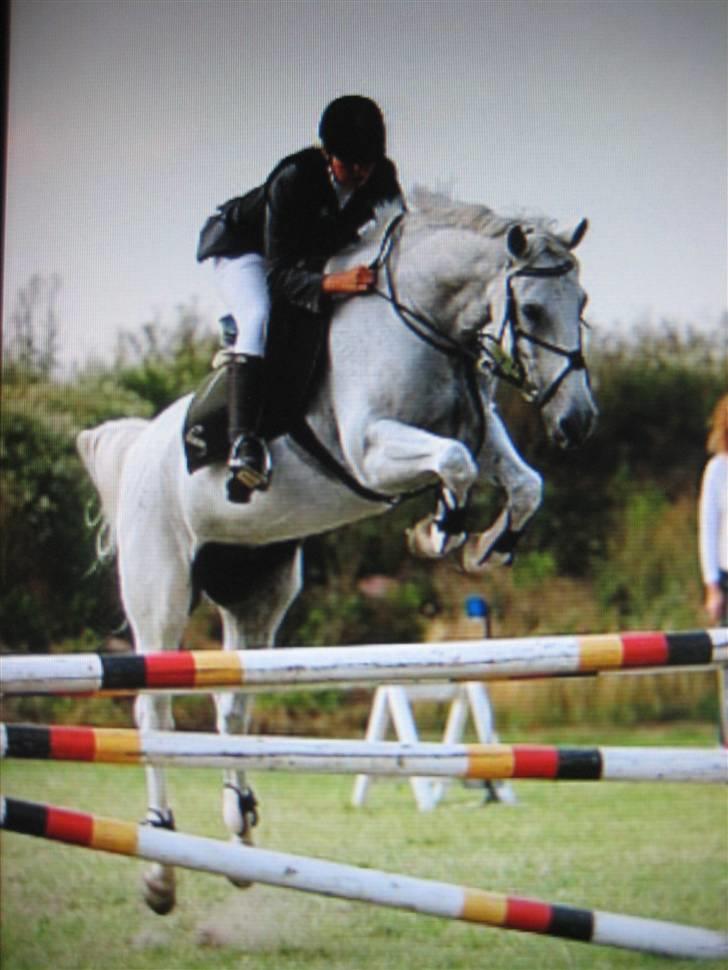 Fuldblod (XX) Silver Moon 1997-2009 billede 15