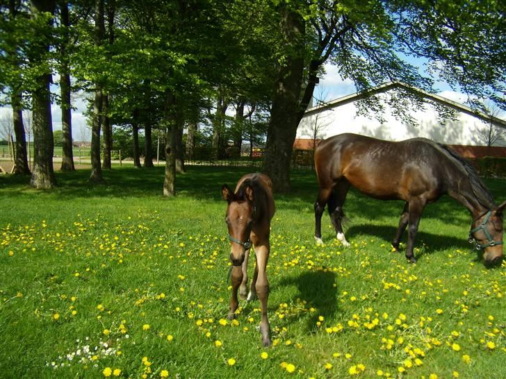 Dansk Varmblod Doñana billede 1