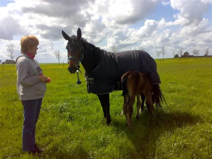 Dansk Varmblod Doñana billede 2