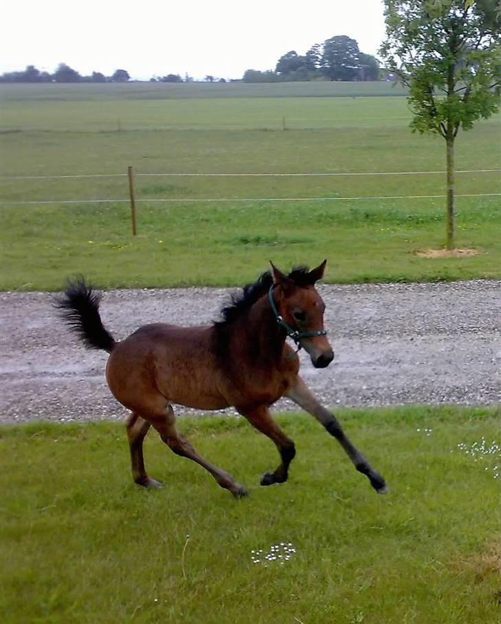 Dansk Varmblod Doñana billede 3