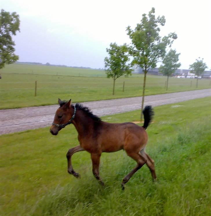 Dansk Varmblod Doñana billede 4
