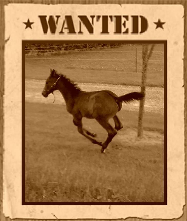 Dansk Varmblod Doñana billede 5