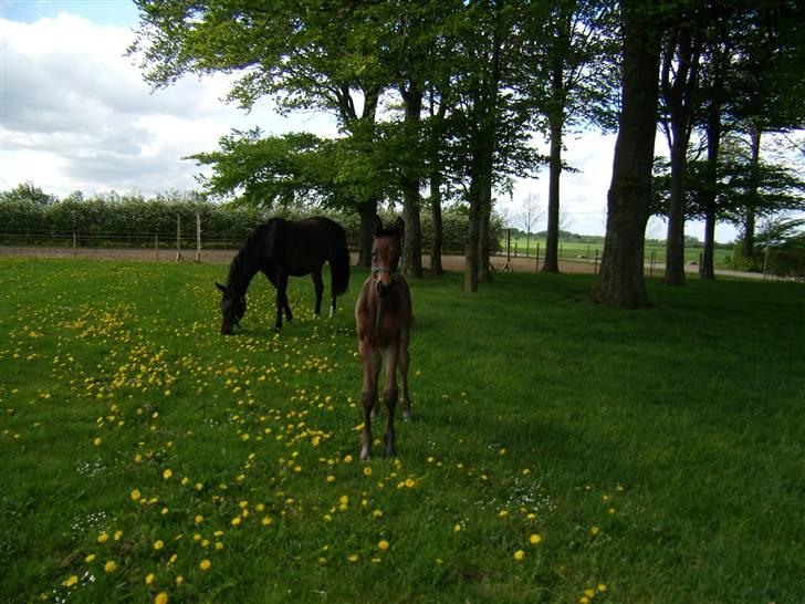 Dansk Varmblod Doñana billede 7