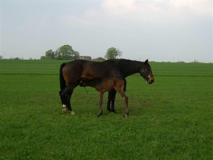 Dansk Varmblod Doñana billede 8