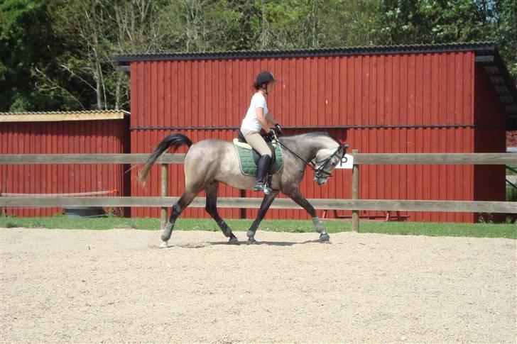 Arabisk fuldblod (OX) Nylevs Akeem Balur billede 15