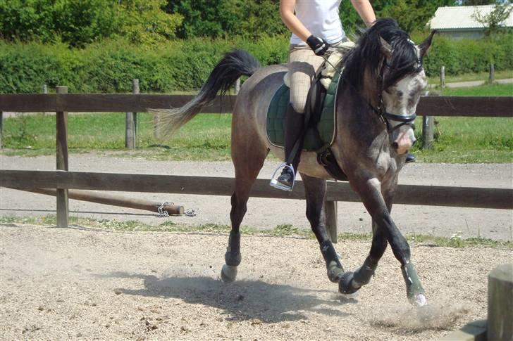 Arabisk fuldblod (OX) Nylevs Akeem Balur billede 16