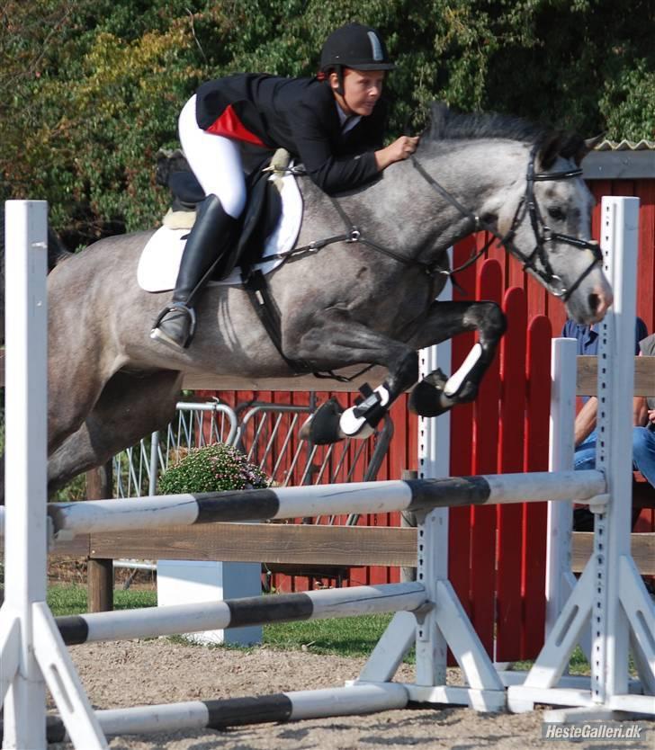 Arabisk fuldblod (OX) Nylevs Akeem Balur - wee var lige ved a blive revet ud a sadlen med det hop!! ;)tihi billede 18