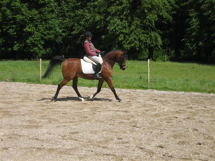 Arabisk fuldblod (OX) Pi OX *tidligere part* - undervisning den 19.06.09 billede 9