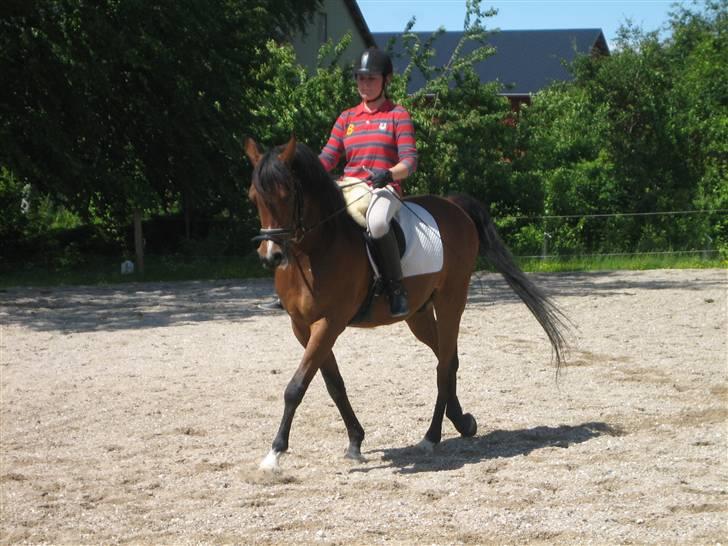 Arabisk fuldblod (OX) Pi OX *tidligere part* - undervisning den 19.06.09 billede 10