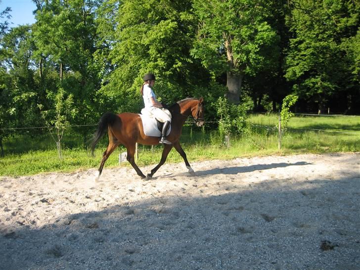 Arabisk fuldblod (OX) Pi OX *tidligere part* - undervisning den 24.06.09 billede 13