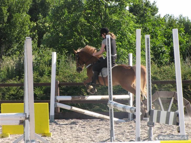 Anden særlig race "Boss" billede 12