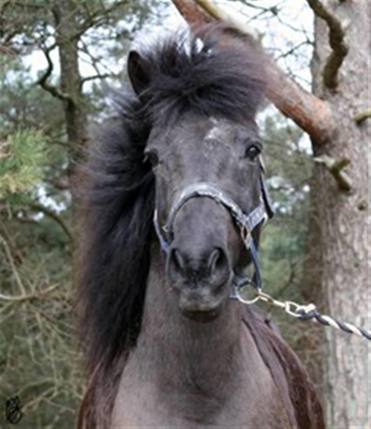 Anden særlig race Egelands Jack *R.I.P* billede 1