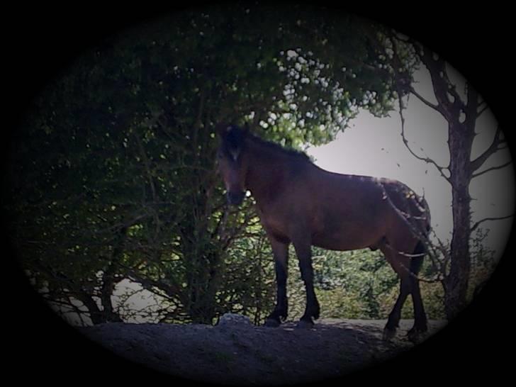 Anden særlig race Tjalfe billede 14