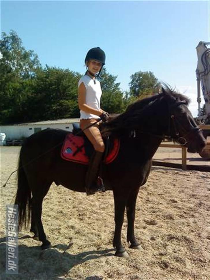 Anden særlig race Egelands Jack *R.I.P* billede 2