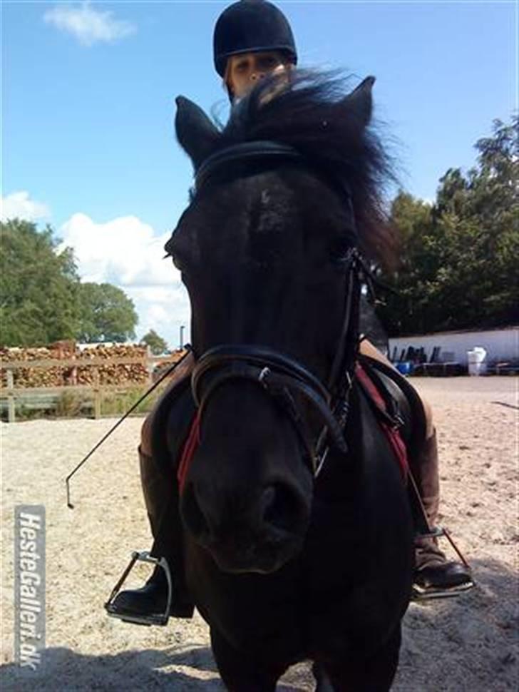 Anden særlig race Egelands Jack *R.I.P* billede 3