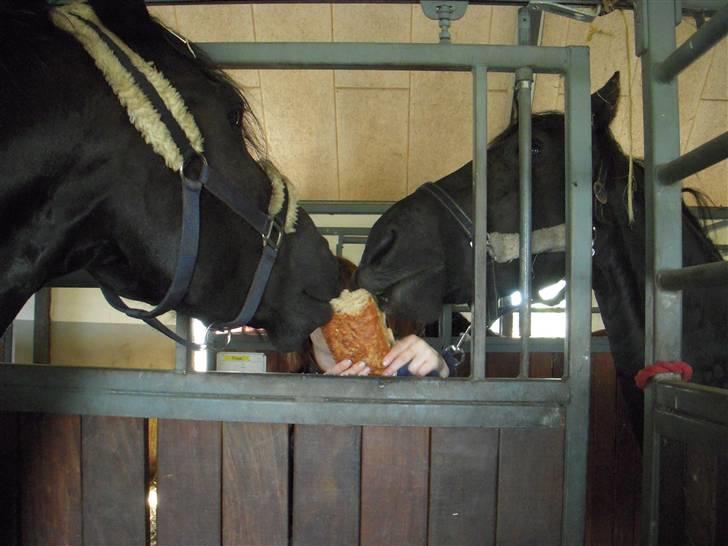 Frieser Lady - 20) Lady og Marie deler brød :) billede 20