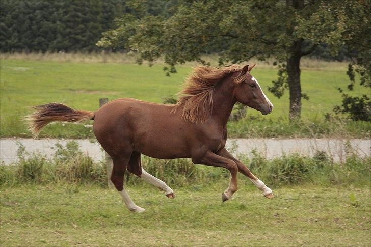 New Forest Chio Chaman - Taget af Michelle Greve Nielsen billede 1