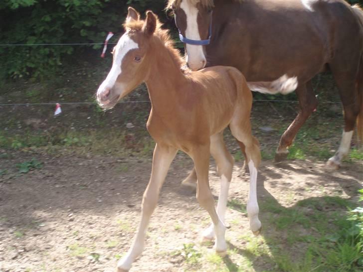 New Forest Chio Chaman - første dag ude billede 2