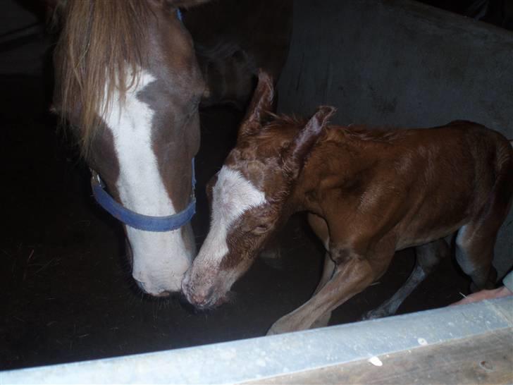 New Forest Chio Chaman - mor og søn da han lige var født billede 3