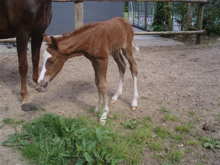 New Forest Chio Chaman billede 4