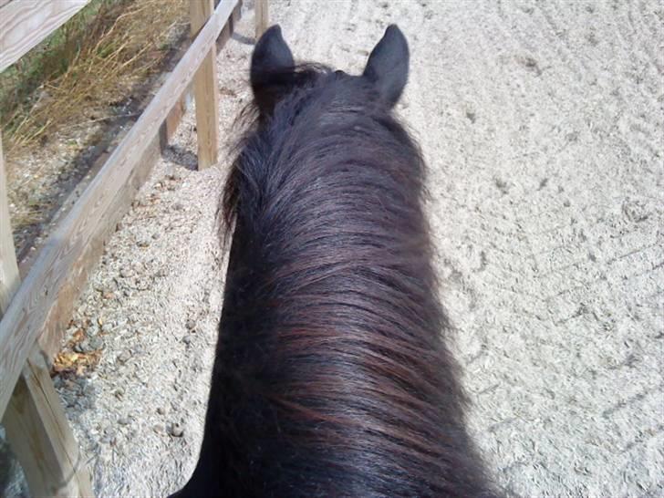 Anden særlig race Egelands Jack *R.I.P* billede 5