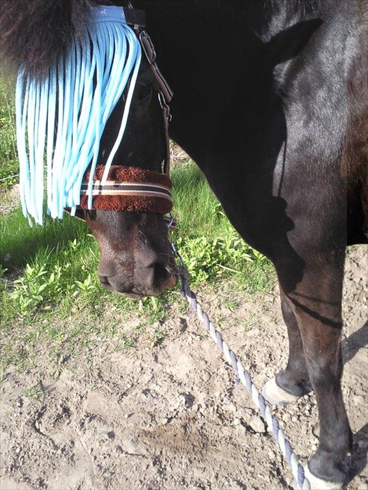 Anden særlig race Egelands Jack *R.I.P* billede 6