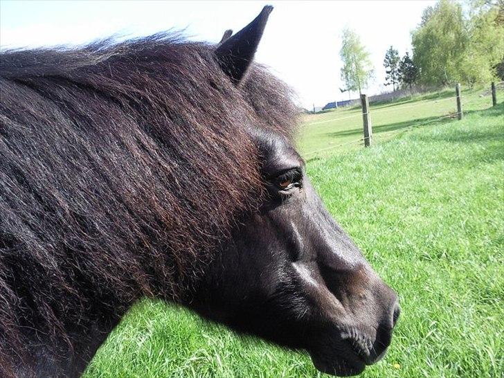 Anden særlig race Egelands Jack *R.I.P* billede 7