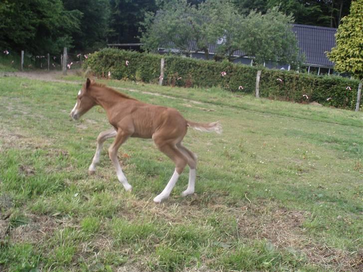 New Forest Chio Chaman billede 5