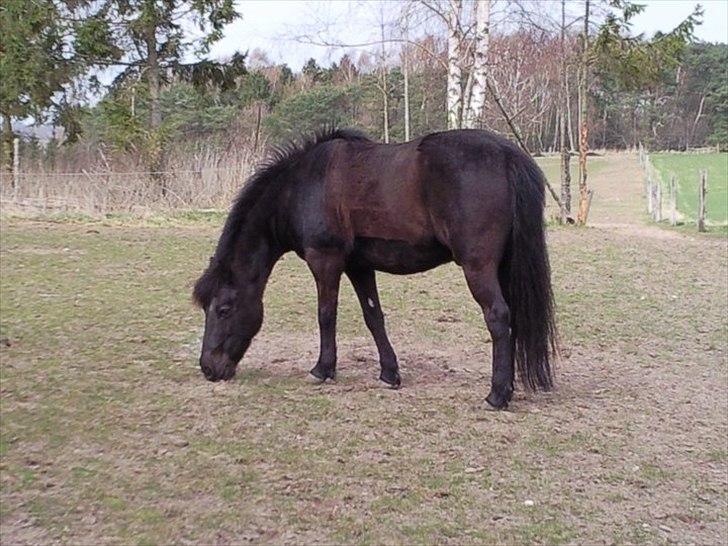 Anden særlig race Egelands Jack *R.I.P* billede 8