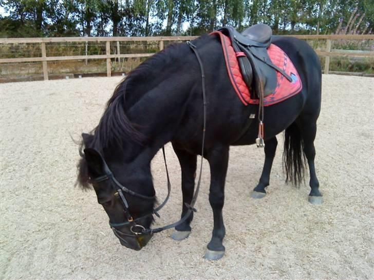 Anden særlig race Egelands Jack *R.I.P* billede 9