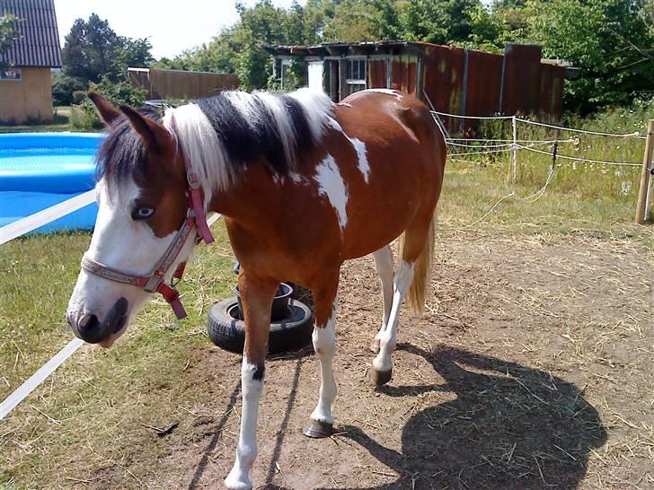 Anden særlig race Diamond (Blue Dream's)<3 billede 3