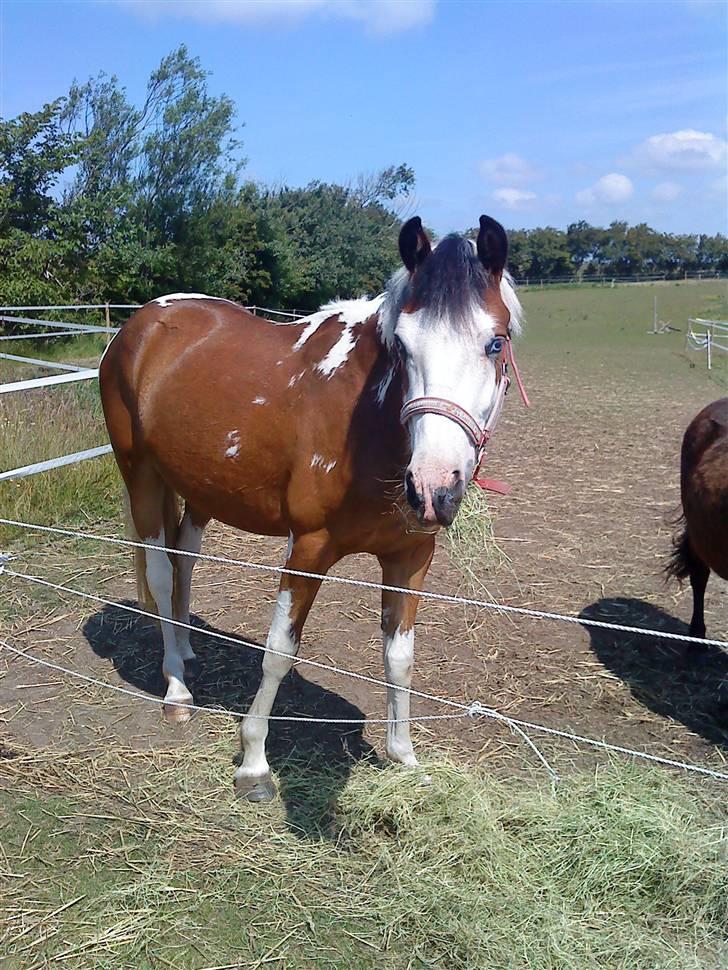 Anden særlig race Diamond (Blue Dream's)<3 billede 4