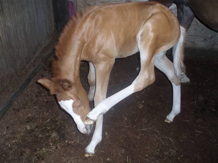 New Forest Chio Chaman - det klør billede 7