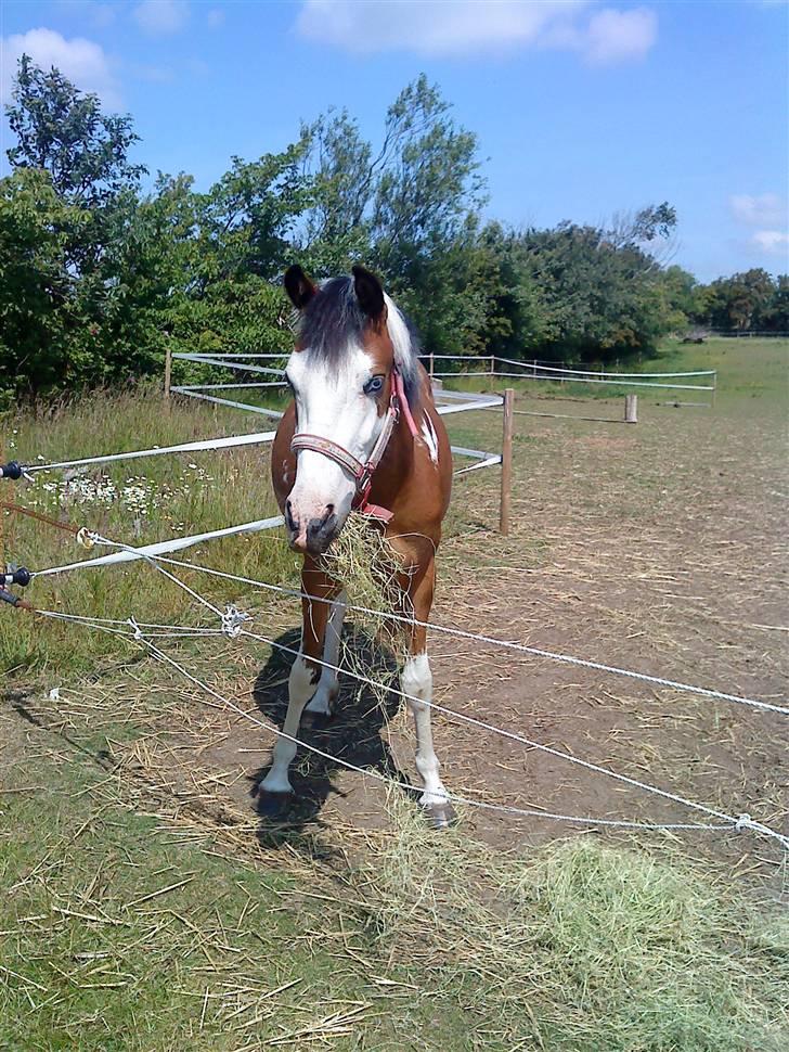 Anden særlig race Diamond (Blue Dream's)<3 - du er såé skøn <33 min ponz !! billede 5