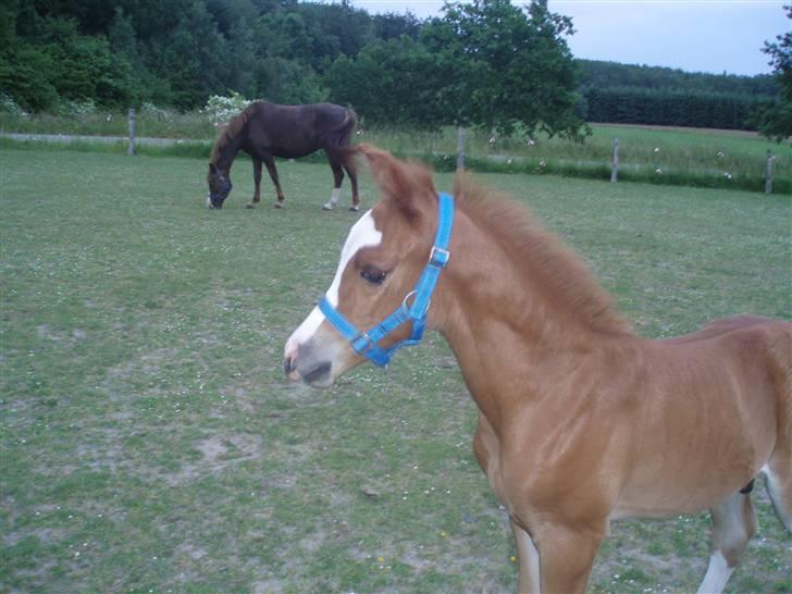 New Forest Chio Chaman billede 8