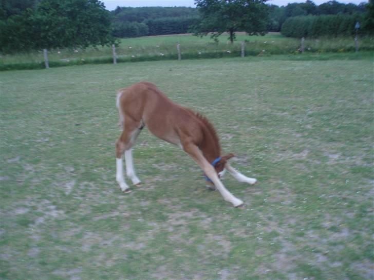 New Forest Chio Chaman - prøver at få græs =) billede 9