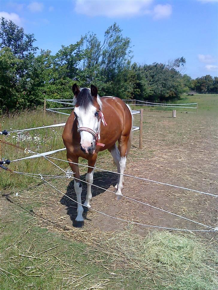 Anden særlig race Diamond (Blue Dream's)<3 billede 6