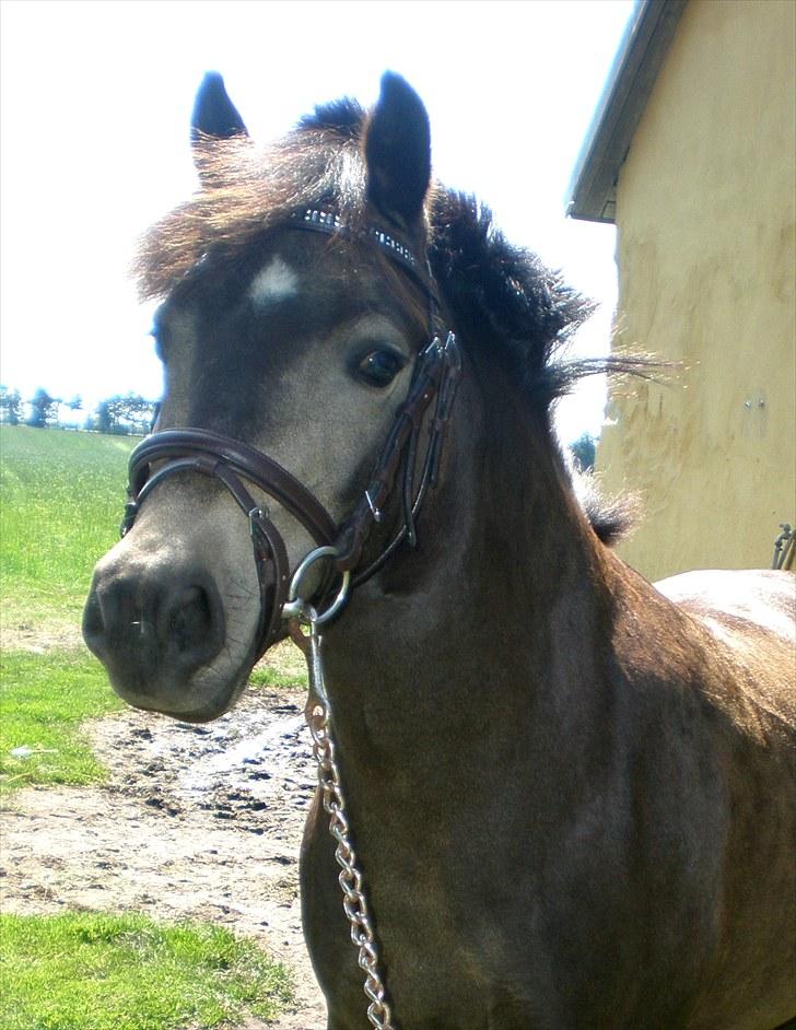 Welsh Pony (sec B) | Miss Dusty Fairytale | solgt | - Velkommen til Dustys profil :D   - d. 10 juli 2010<3 billede 1