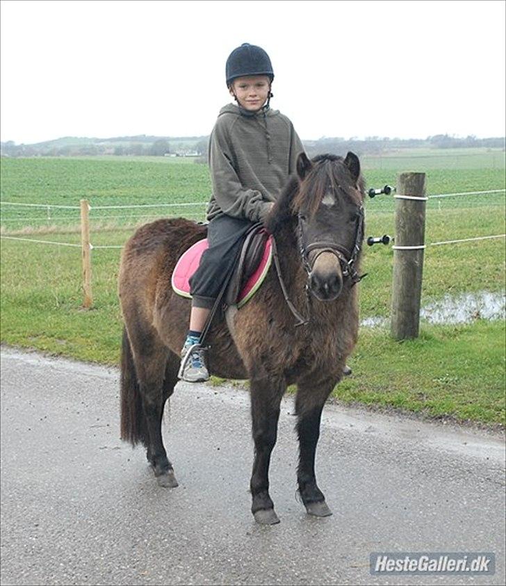Welsh Pony (sec B) | Miss Dusty Fairytale | solgt | - Dusty hos sine nye ejere :´) <3 billede 2