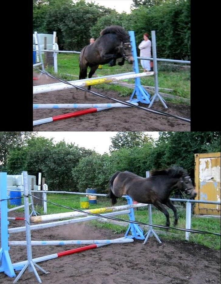 Welsh Pony (sec B) | Miss Dusty Fairytale | solgt | - Dusty løsspringer d. 1 september 2010<3 billede 3