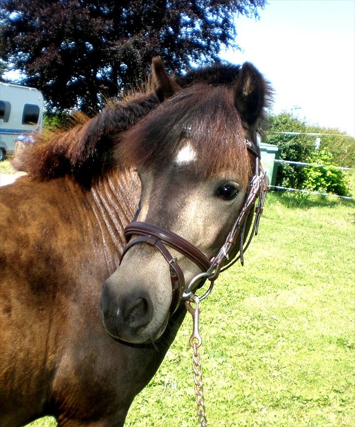 Welsh Pony (sec B) | Miss Dusty Fairytale | solgt | -  - d. 10 juli 2010<3 billede 4