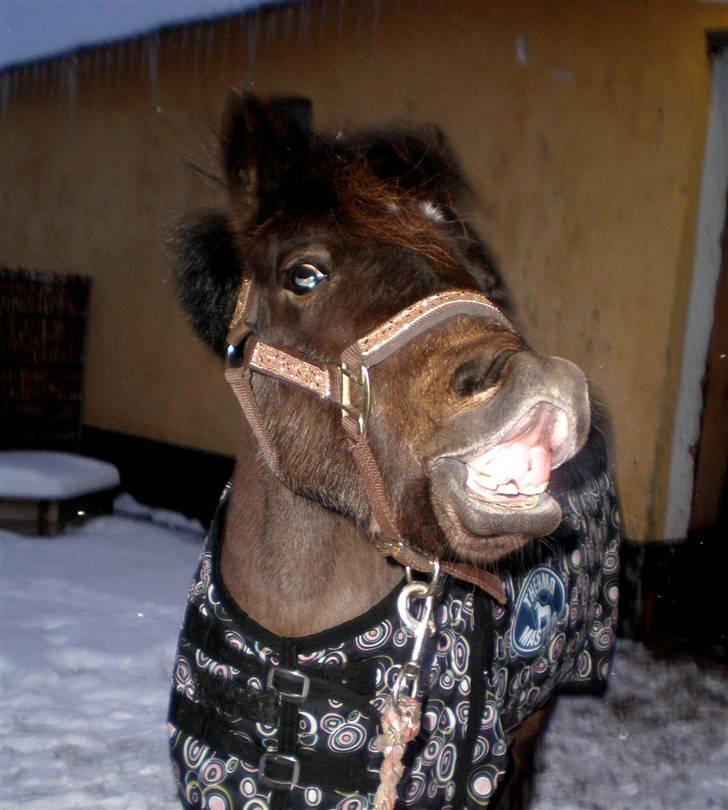 Welsh Pony (sec B) | Miss Dusty Fairytale | solgt | - SMIIIIIL :D - her ses hun i den første sne, d. 17 December 2009<3 billede 7