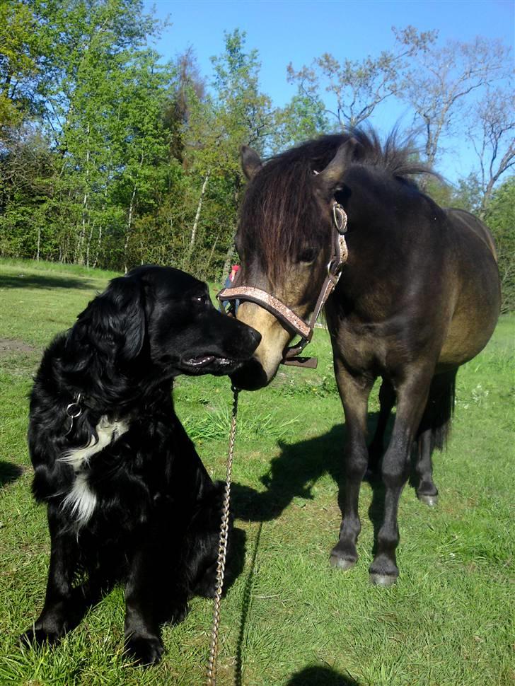 Welsh Pony (sec B) | Miss Dusty Fairytale | solgt | - Dusty og min hund, hjemme i haven d. 12maj 2009 (; <3 billede 8