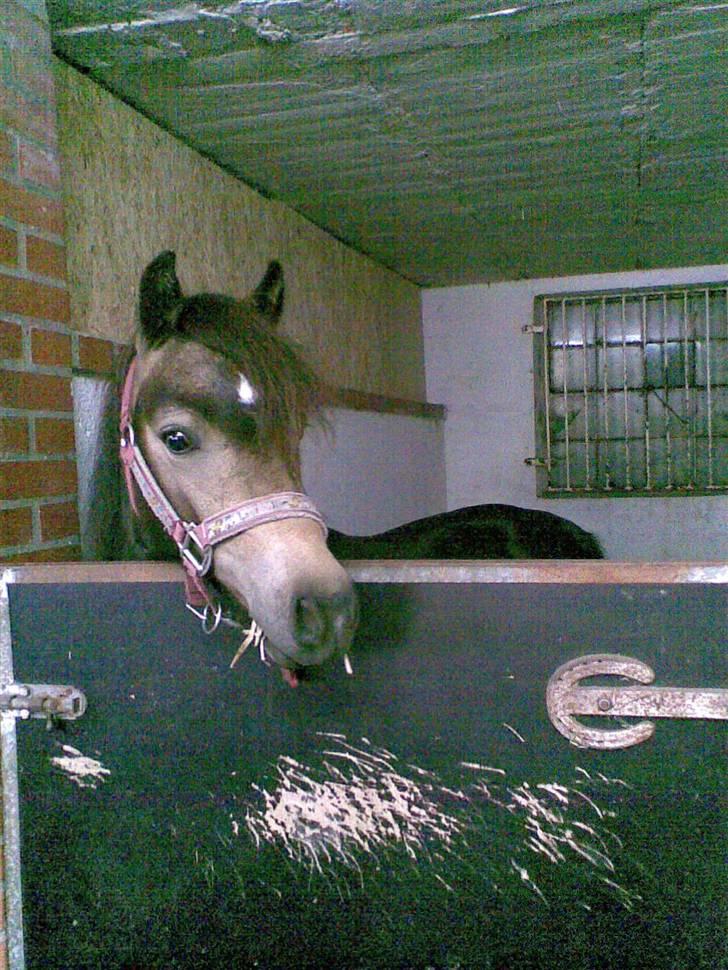 Welsh Pony (sec B) | Miss Dusty Fairytale | solgt | - <3 billede 9