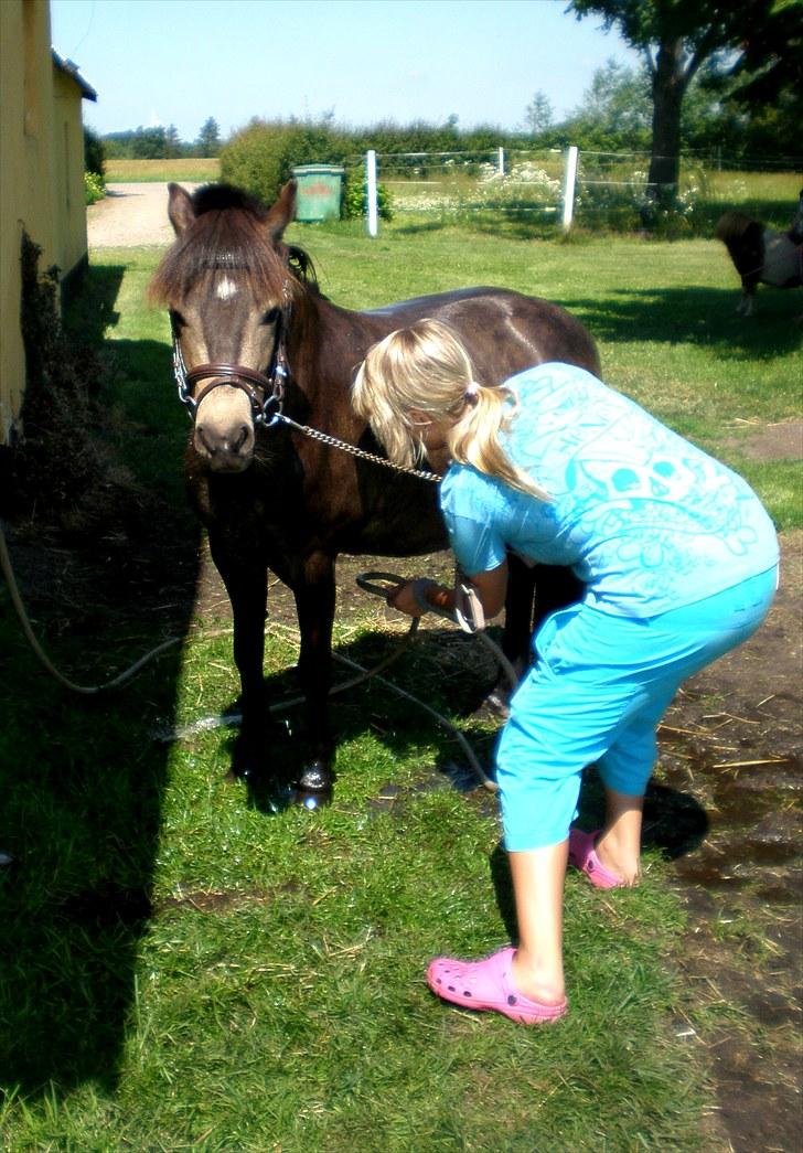 Welsh Pony (sec B) | Miss Dusty Fairytale | solgt | - Dusty bliver lige vasket <3  - d. 10 juli 2010<3 billede 11
