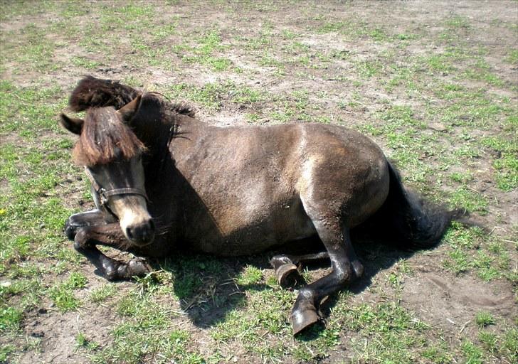 Welsh Pony (sec B) | Miss Dusty Fairytale | solgt | -  - d. 10 juli 2010<3 billede 13
