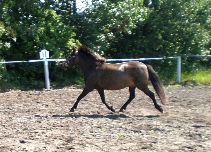 Welsh Pony (sec B) | Miss Dusty Fairytale | solgt | -  - d. 10 juli 2010<3 billede 14