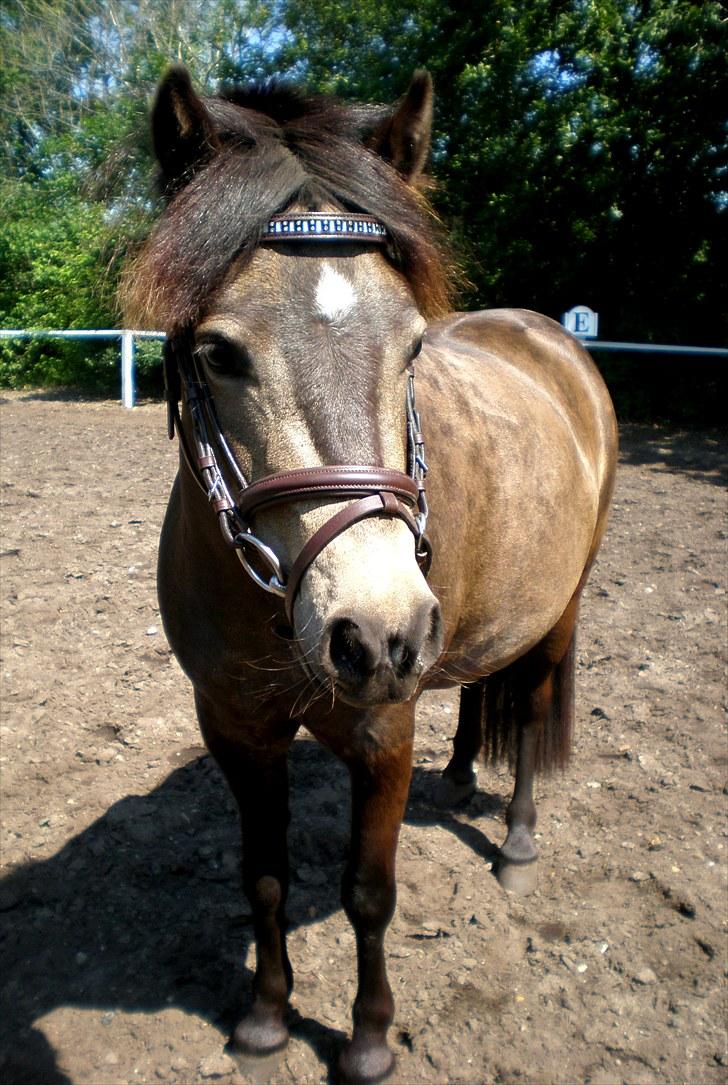 Welsh Pony (sec B) | Miss Dusty Fairytale | solgt | -  - d. 10 juli 2010<3 billede 18